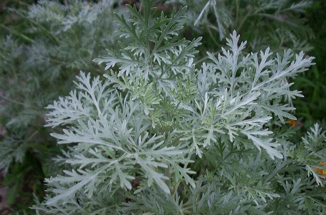 Wormwood varicose veins- ի դեմ