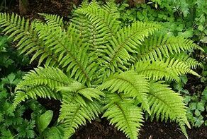 կոմպրեսներ վարիկոզի բուժման համար